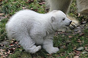 Eisbärenbaby München - erster Ausflug des Eisbären-Mädchens ins Eisbärengehege am 24.02.2017 (©Foto: Marikka-Laila Maisel)
